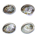 Abalone schelp