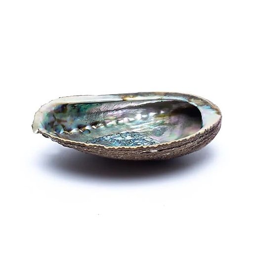 [B/04645] Abalone schelp