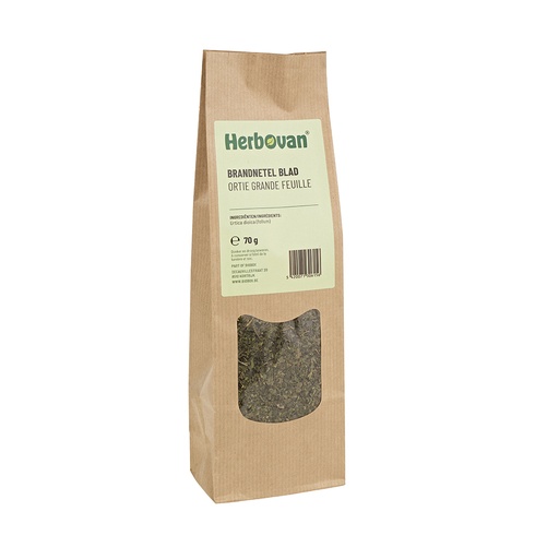 Ortie grande feuille